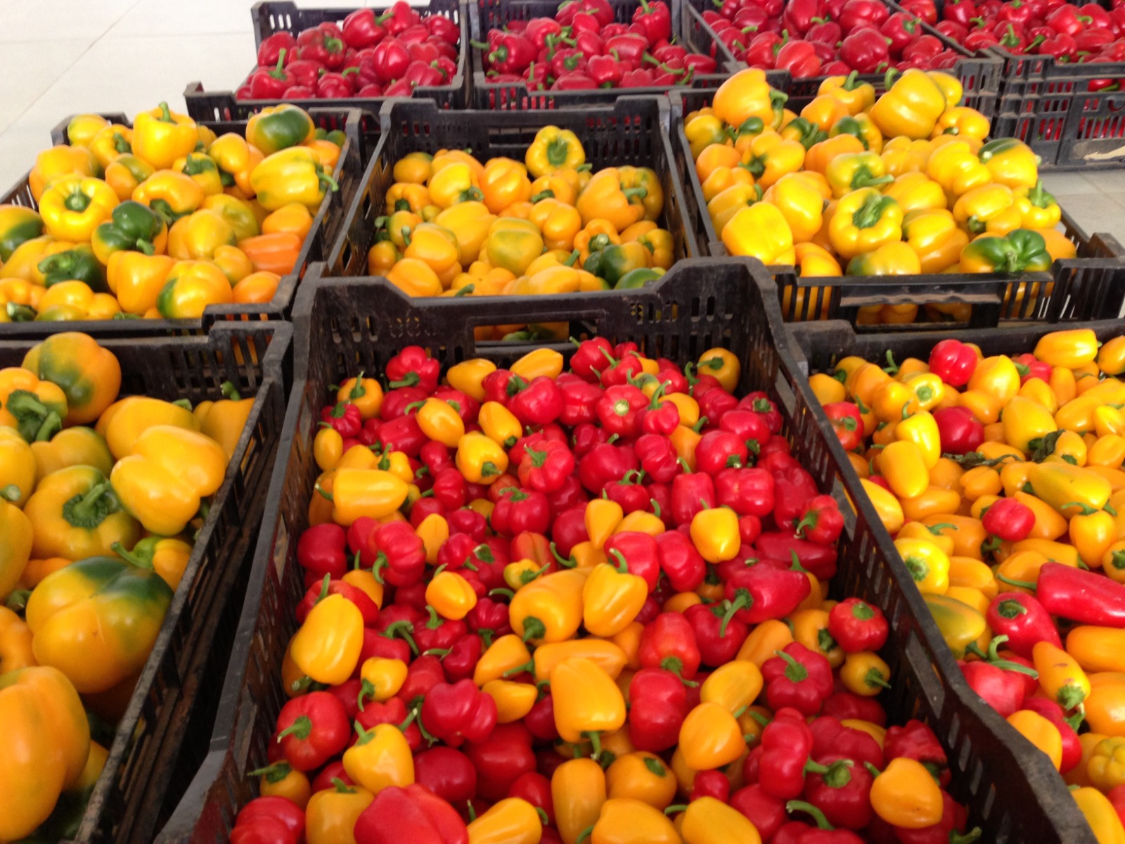 Greenhouse Project 46